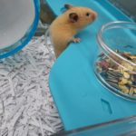 キンクマハムスターが臭い。掃除で使える消臭スプレーを紹介