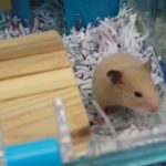 ハムスターの臭い対策方法を紹介。定期的な掃除を心がけること