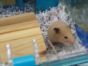 ハムスターの臭い対策方法を紹介。定期的な掃除を心がけること
