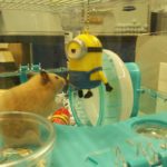 ハムスターのおもちゃは何がいい?キンクマえりもん対ミニオン【動画あり】