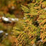 ファブリーズは花粉に効果あり?花粉症で困っている人におすすめのスプレー